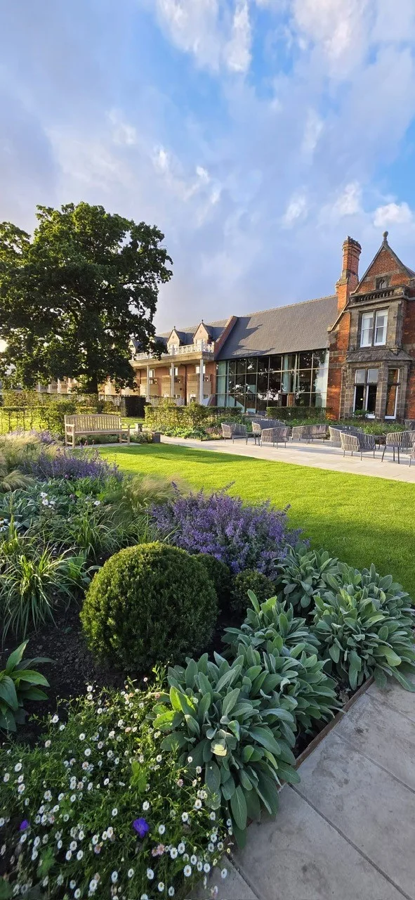 A border of a clipped evergreen ball, broad-leaved plants, purple and small white flowers beside a lawn, with a red-brick building and a large tree behind